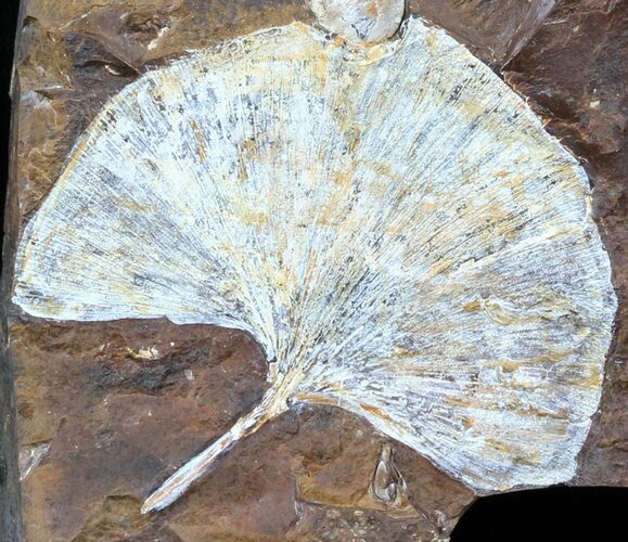 Fossil Ginkgo Leaf From North Dakota - Paleocene #58981